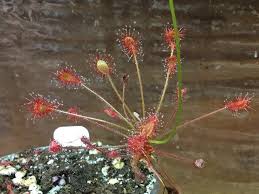 Image result for Drosera affinis