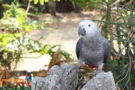 Kamerun Da Gri Papagan Kacakciligi 2020 Papaganlar Papagan Hayvan