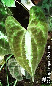Image result for Dioscorea minutiflora