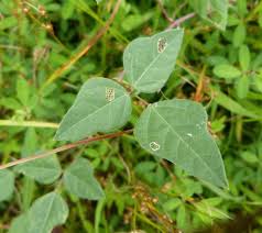 Image result for Amphicarpaea africana