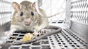 Learn the signs and where to place rat traps and rodent baits to effectively get rid of these pests. 4 Effective Steps For Rodent Control In Your Food Processing Facility Food Manufacturing