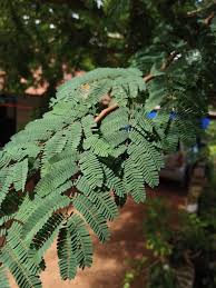 Image result for Libidibia coriaria