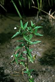 Image result for Eclipta prostrata