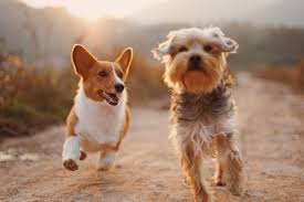 We also serve the surrounding areas of lewisville, flower mound the veterinarians and staff at highland pointe animal hospital would love to visit with you and your pet(s). Katy Area Veterinary Medical Group