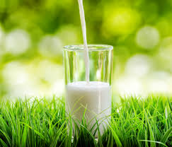 Image result for organic milk