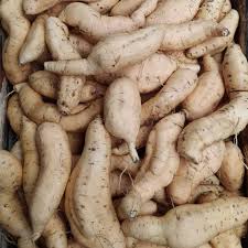 The edible, starchy, tuberous root of this plant. Ubi Cilembu 1kg Shopee Indonesia