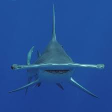 Pin By Mercedes Berruz On Swallowed In The Sea Hammerhead Shark Shark Pictures Shark