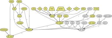 Choose your access option (information here) and provide our phone number (08) 9227 4200 when asked by the relay officer. Hypoxia Inducible Factor 1 Hif 1 Pathway Science Signaling