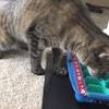 Slow feed pet bowls all work basically the same way. Https Encrypted Tbn0 Gstatic Com Images Q Tbn And9gcskxhrrgmsgjgfc1opjqih9zpg3zhnzztstkt71si3xc Z9dmgu Usqp Cau