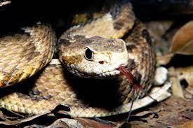 Scinerds Snake Animals Reptiles And Amphibians