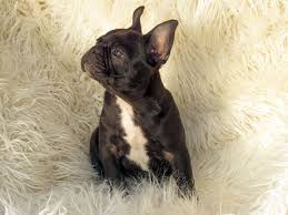 The french bulldog also affectionately known as, the frenchie, frenchie puppies, appeared during the 19th century in nottingham, england as a smaller version of the english bulldog and is often referred to as the toy english bulldog. French Bulldog Puppies For Sale In Los Angeles French Bulldogs In Los Angeles Bulldog Puppies For Sale French Bulldog Bulldog Puppies
