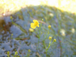 Image result for Utricularia gibba