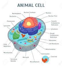 Check spelling or type a new query. Cartoon Animal Cell Anatomy Banner Card Poster Scientific Or Education Concept Flat Design Style Vector Illustration Of Structure Royalty Free Cliparts Vectors And Stock Illustration Image 92994393