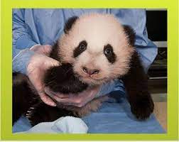 Baby Panda Panda Panda Cam San Diego Zoo