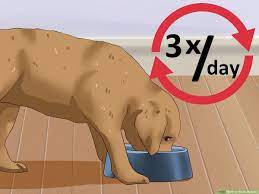How To Wean Puppies 10 Steps With Pictures Wikihow