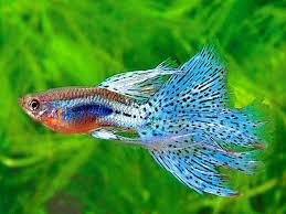 Aau ingin tau jenis ikan siapa sih yang tidak tau aquarium, salah satu tempat yang sangat cocok digunakan untuk memelihara ikan hias khususnya yang berukuran kecil cantik terutama jenis ikan. 31 Jenis Ikan Hias Air Tawar Paling Digemari Dan Cara Perawatannya