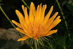 Image result for Berkheya zeyheri