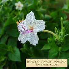 Image result for Mirabilis