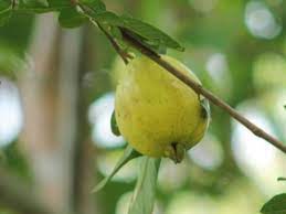 We did not find results for: 8 Different Types Of Guava With Images Asian Recipe