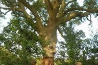 Chêne-liège du bois Trochu. Un arbre pas comme les autres | Le Télégramme