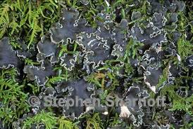 Image result for Hyparrhenia collina