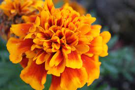 Marigolds—a flowering plant in the daisy family—are common companions for tomatoes. Controlling Whiteflies How Marigold Is Helping To Promote Safer Alternatives For Pest Management The Plantwise Blog