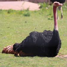 Bird With Red Neck And Head Pin On Healthy Ostrich Chicks For Sale