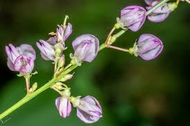 Image result for Hylodesmum