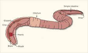 Maybe you would like to learn more about one of these? Inside An Earthworm Earthworms Te Ara Encyclopedia Of New Zealand