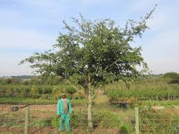 Image result for Afrocanthium mundianum