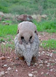 909 votes and 5506 views on imgur: Mutter Und Baby Pangolin C Maria Diekman Pangolins Sind So Cool Ich Wollte Wirklich Beliebt Bilder Animals Beautiful Pangolin Baby Pangolin
