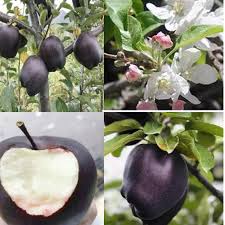 Cerasus) and japanese flowering cherries (p. Zlking 50pcs Black Apple Seed Rare Bonsai Black Diamond Apple Tree Seeds Plants Dwarf Apple Bonsai Rare Perennial Fruit Plant For Home Garden Plants Buy Online In United Arab Emirates At Desertcart Ae