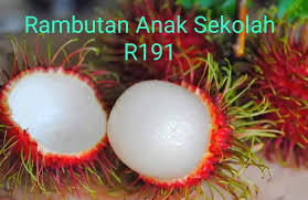 Anak pokok rambutan ni asalnya saya beli di nurseri kat tg malim. Mimichee Shop Anak Pokok Rambutan Kelapa R167 Facebook