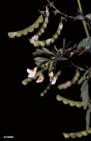 Image result for Aeschynomene uniflora