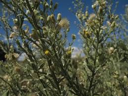 Image result for Laggera