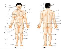 We did not find results for: Body Regions Test 1 Proprofs Quiz