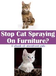Instead, remove the sprayer and douse the spot liberally. 16 Beautiful How To Stop Cat Spraying In Garden