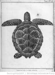 tome 5 pl 42 en reg p 252 faune d afrique tortue de la mer rouge ou caret cote reserve dt 135 n 8 b dessin coloriage grenouille joyeux anniversaire