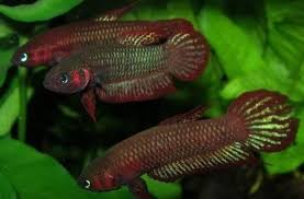 Pin By Wild Betta Fish Usa On Other People S Wild Types Betta Fish Fish Pet Betta