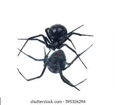 In the us, they are found in all the four southwestern deserts (great the western back widow spiders inhabit part of the okanagan valley of british columbia through to manitoba where they are restricted to the. North American Black Widows Spider Reflection Stock Photo Edit Now 395326294