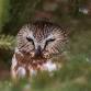 Whooo’s Up for an Owl Prowl? event image