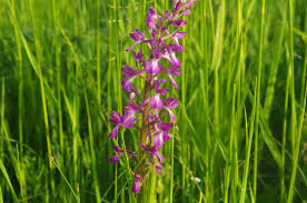 Image result for Summerhayesia