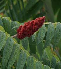 Staghorn Sumac - Rhus Typhina - Traderscreekcom Sumac Plant Sumac Plants