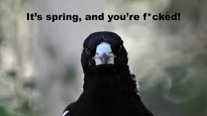 Check spelling or type a new query. Magpie Season Is In Full Swing Here S How To Survive The Swooping Ellaslist