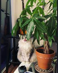 Caught In The Act Who Knew Money Trees Were So Delicious Catsofinstagram Cats Cat Cat Friendly Plants Cat Safe Plants Cat Safe House Plants