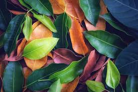 Check spelling or type a new query. Daun Daun Latar Belakang Warna Warni Tekstur Hijau Dan Coklat Wallpaper Hd Wallpaperbetter