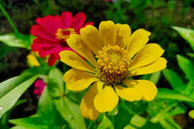 How to plant giant zinnias. How To Plant And Grow Zinnias Gardener S Path