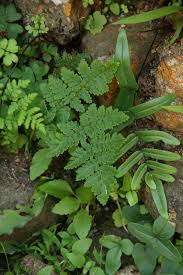 Image result for Cheilanthes multifida