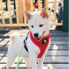 Our shibas are from imported us, uk and japanese lines. Adopt A Shiba Inu Puppy Near New York Ny Get Your Pet