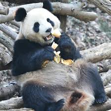 For this reason, pandas do not hibernate, which is similar to other subtropical mammals, and will instead move to elevations with warmer temperatures. Can You Spend 14 Hours Eating A Panda Can Cgtn